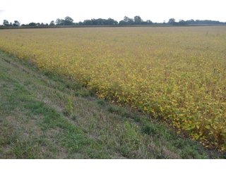 Property photo 61 - REAL ESTATE AUCTION - 604+/- ACRES IN 14 TRACTS IN MERCER CO., OHIO
